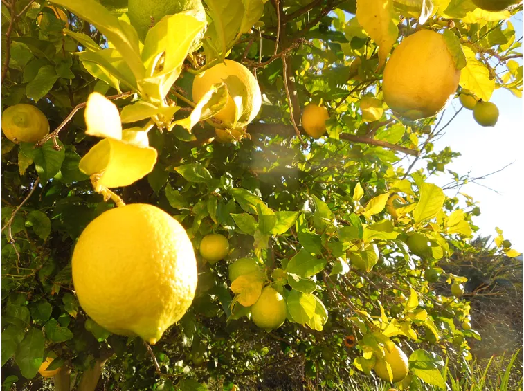 Limoni