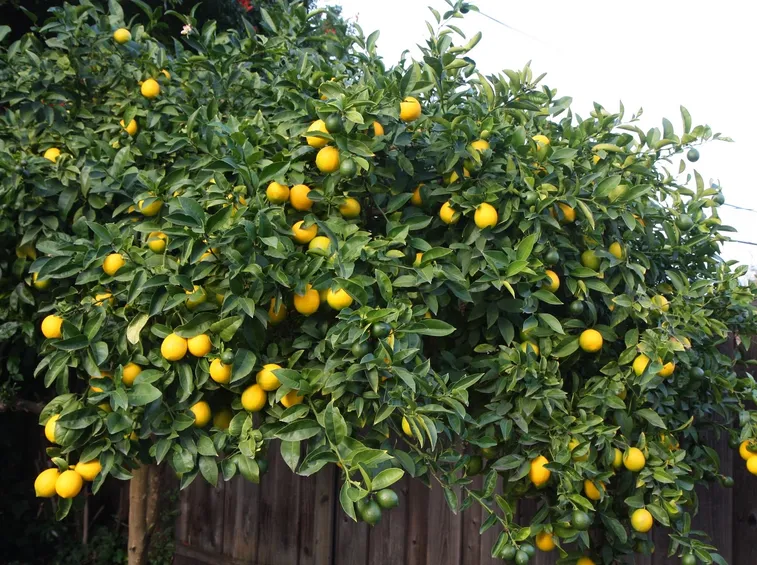 limoni