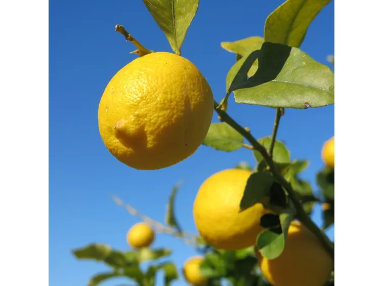 Il limone