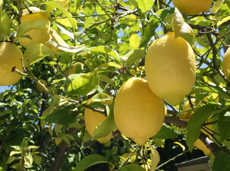 Limoni  