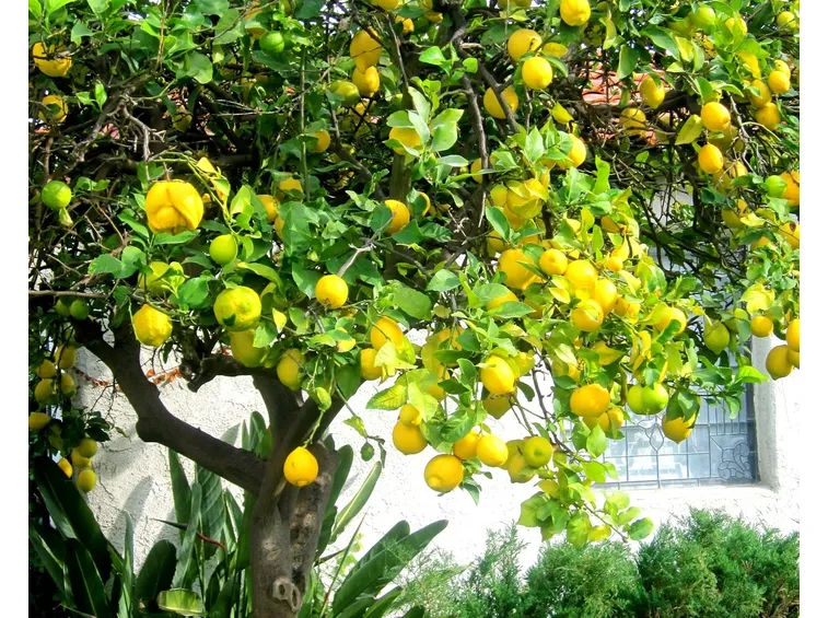 pianta di limoni