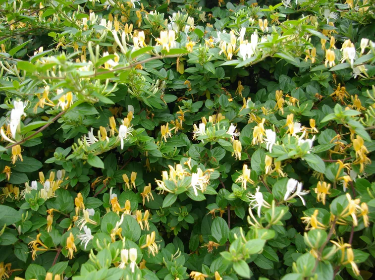 lonicera