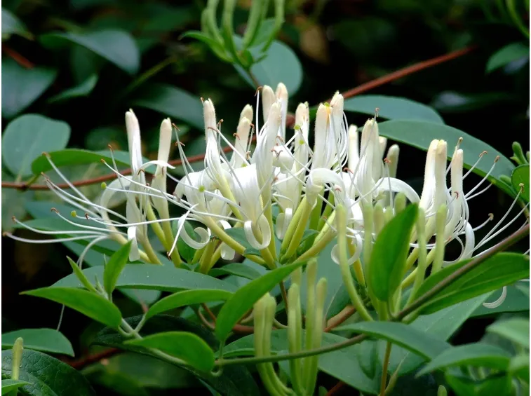 Origini Lonicera