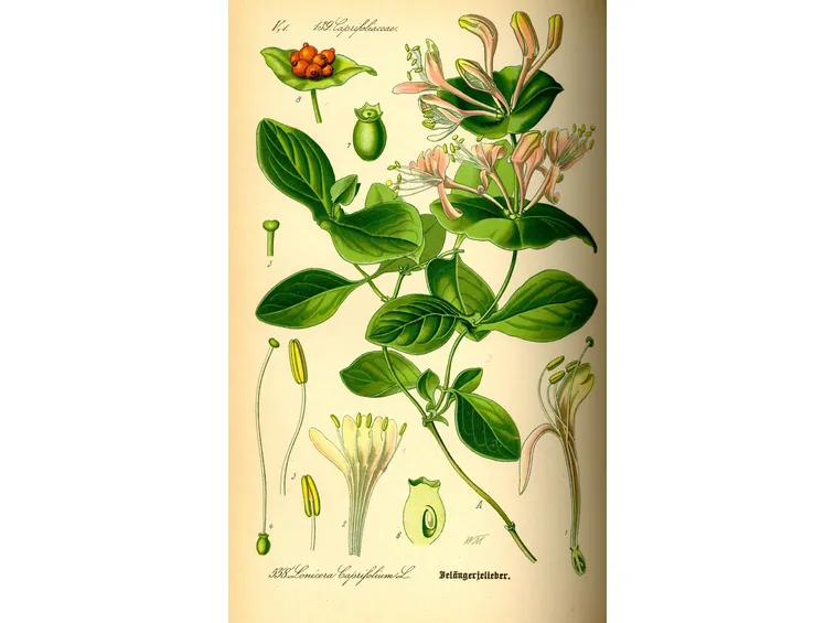 piantare lonicera