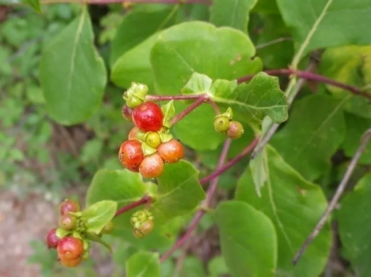 Lonicera