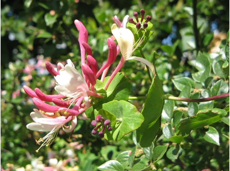 Terreno lonicera