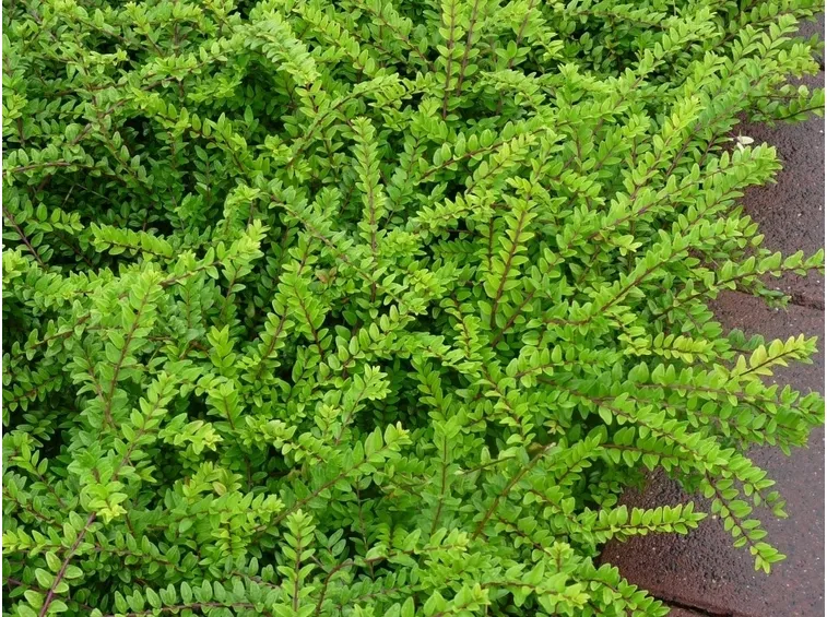 lonicera