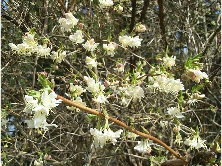 lonicera