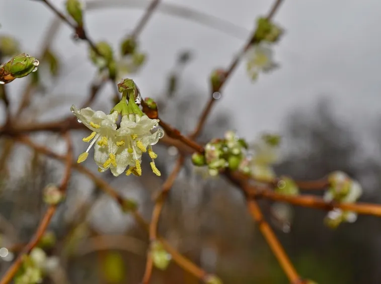 lonicera
