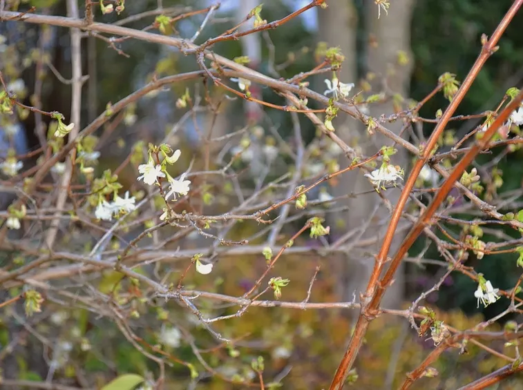 lonicera fragantissima