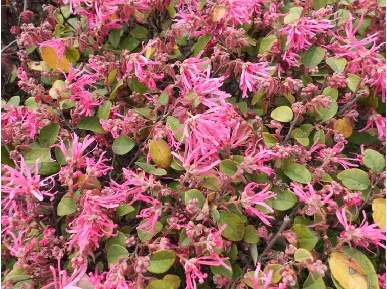 Fiori Loropetalum