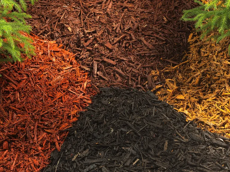 pacciamatura colorata