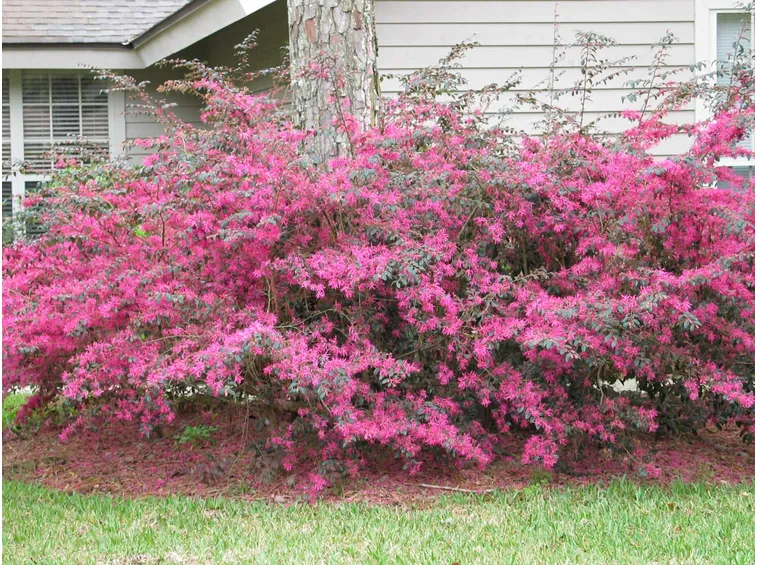 Loropetalum