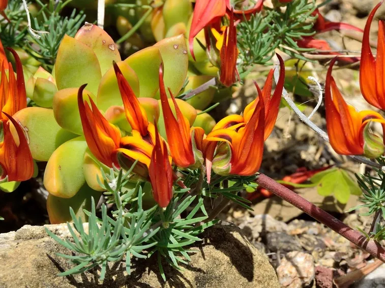 fiori di Lotus berthelotii