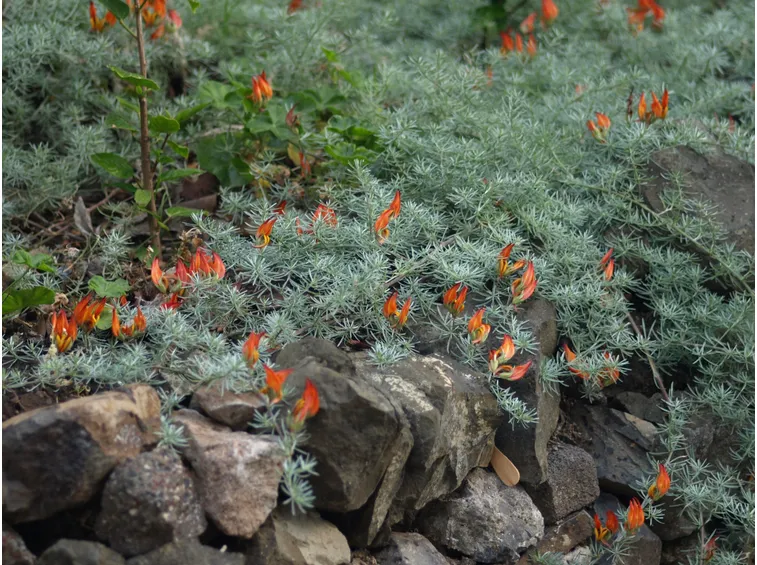 roccioso con lotus berthelotii
