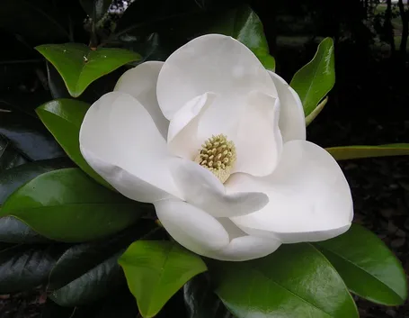 magnolia grandi