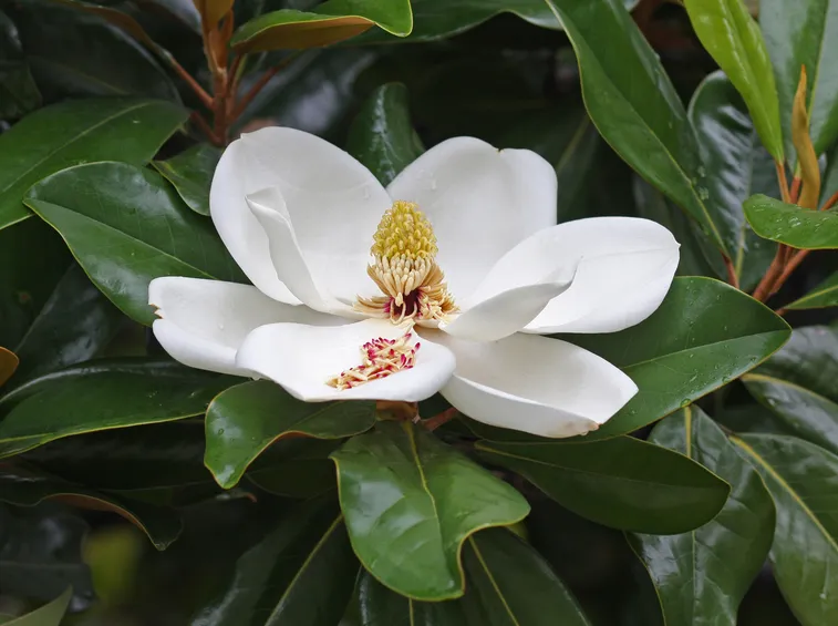 fiori di magnolia