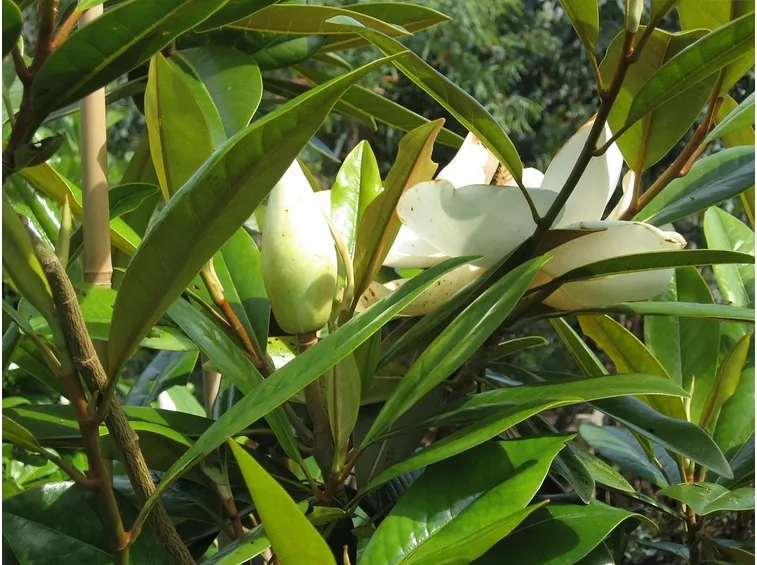 magnolia grandiflora gallisoniere