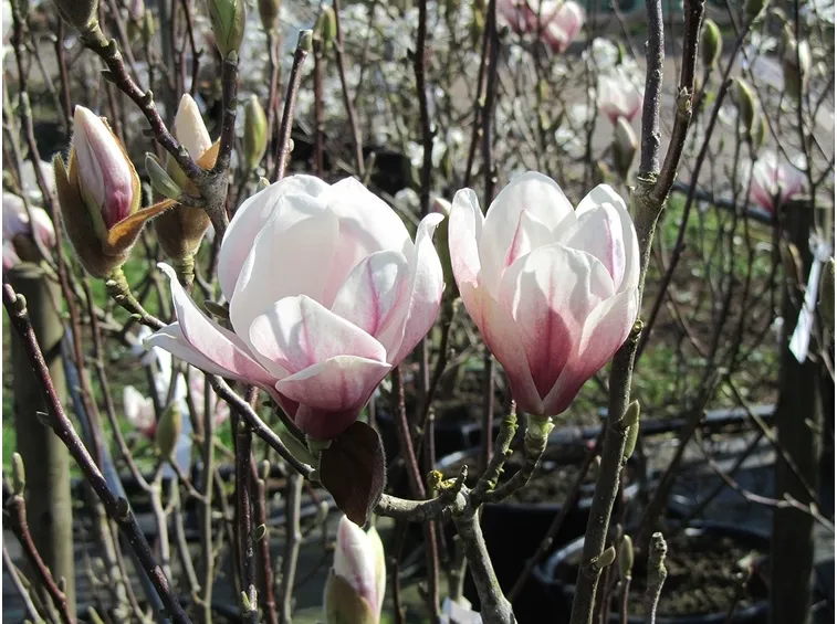 magnolia solangeana