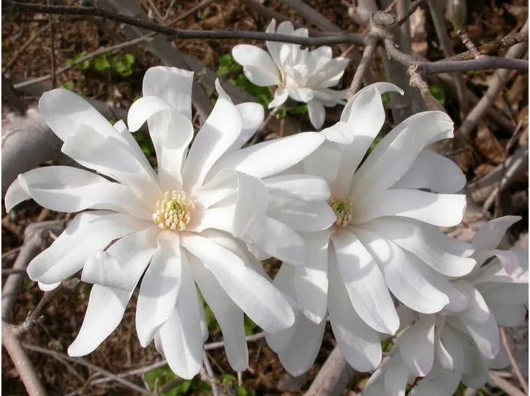 Magnolia stellata
