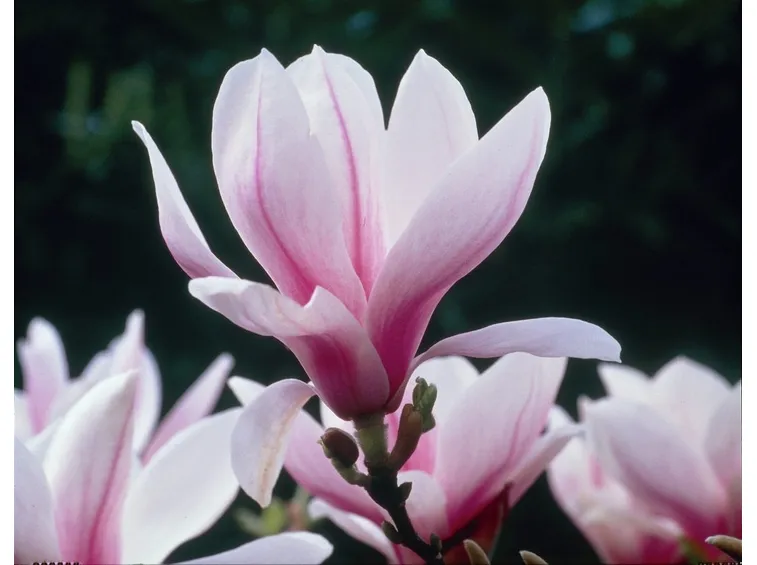 Magnolia x soulangeana