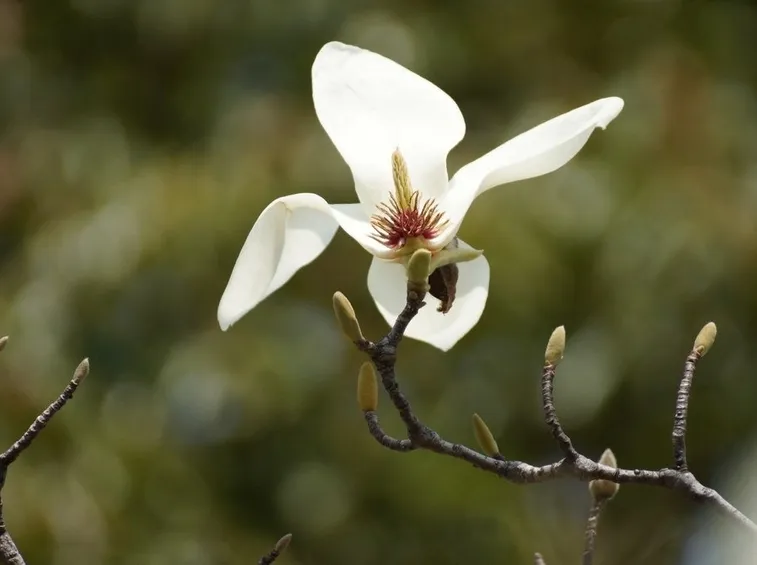 Magnolia heptapeta