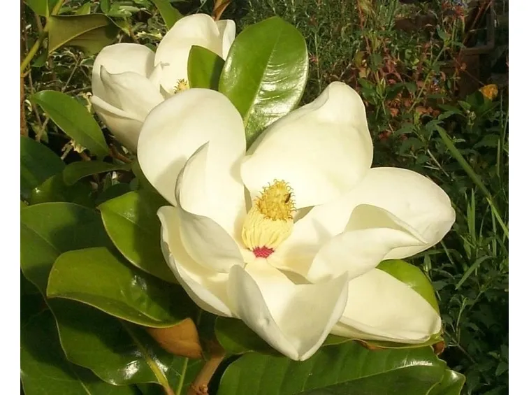 magnolia grandiflora