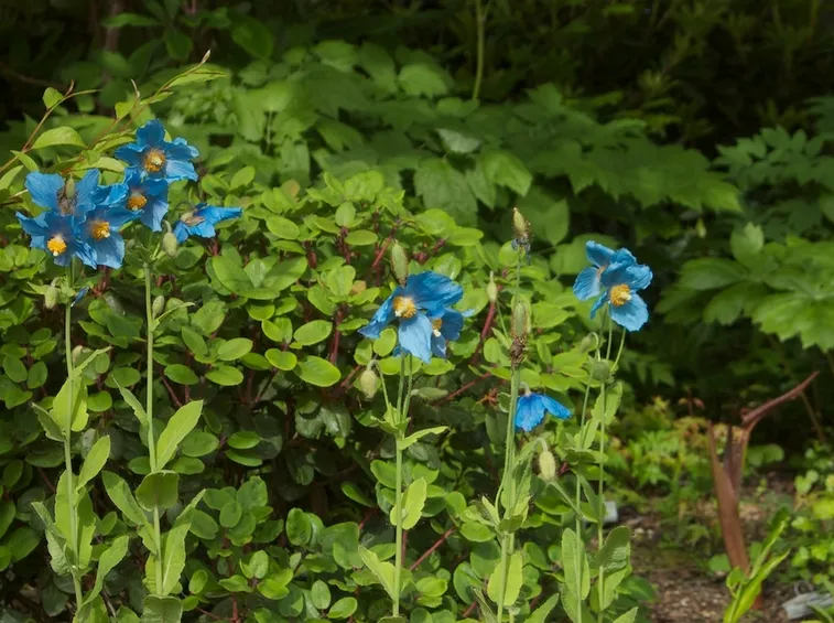 meconopsis 
