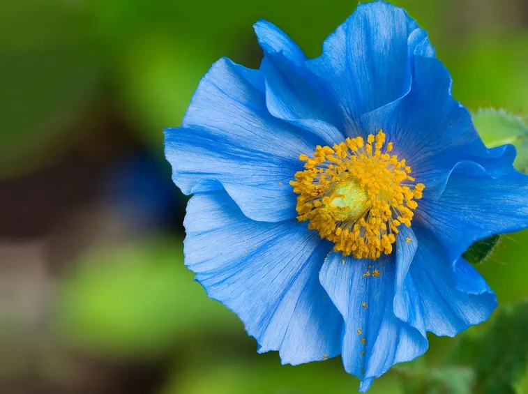 meconopsis 