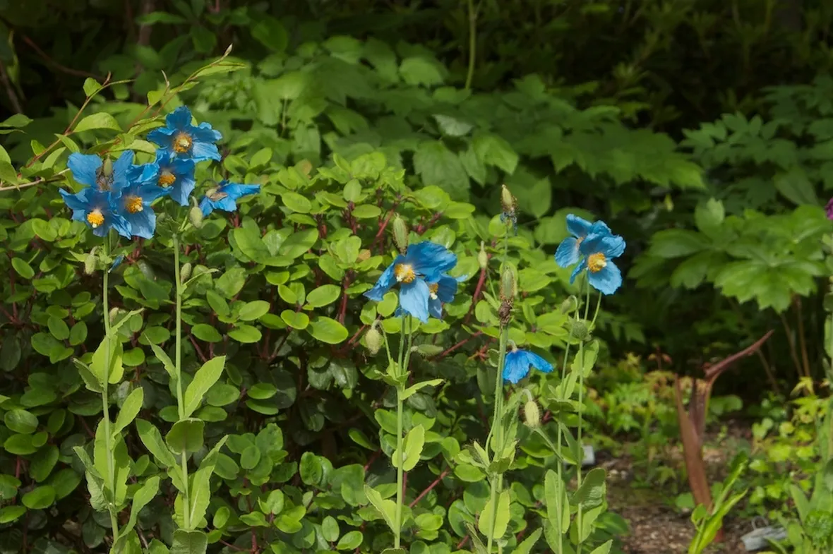 meconopsis 
