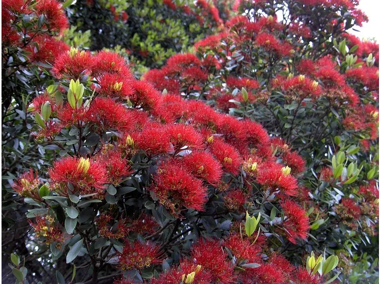 Metrosideros robusta