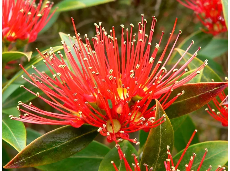 metrosideros umbrellata