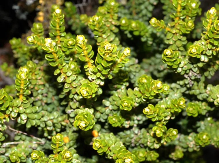 Olearia