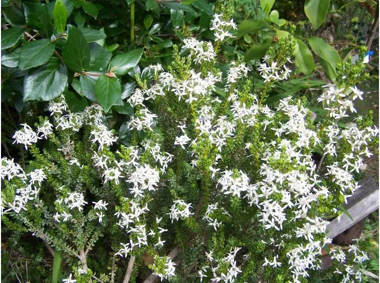 Olearia