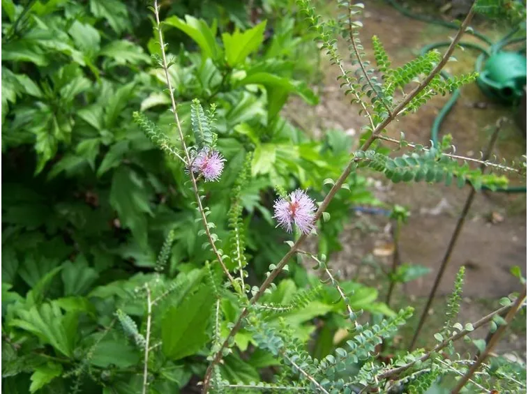 olearia