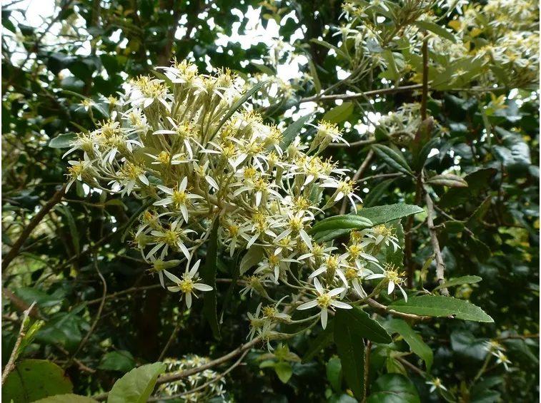 olearia erubescens