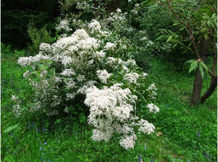 olearia erubescens