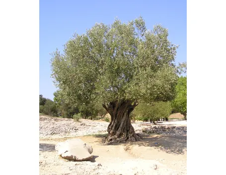 Ulivo