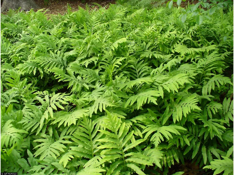 onoclea sensibilis