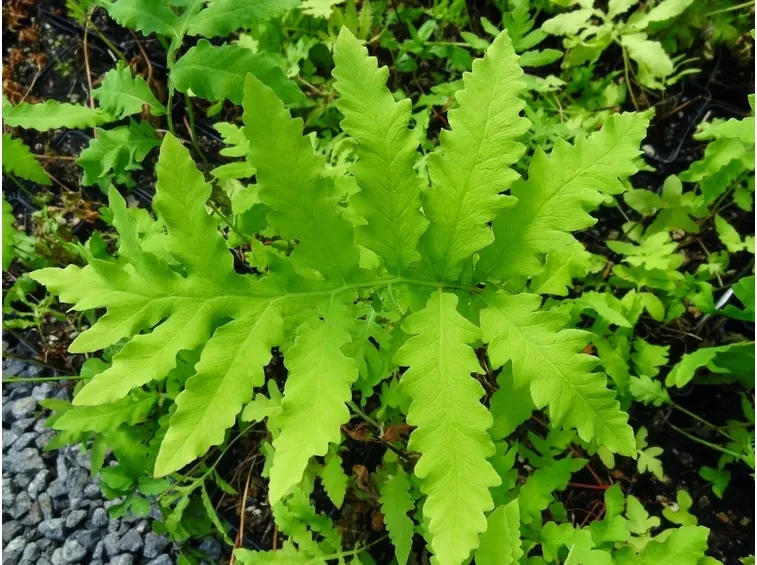 onoclea sensibilis