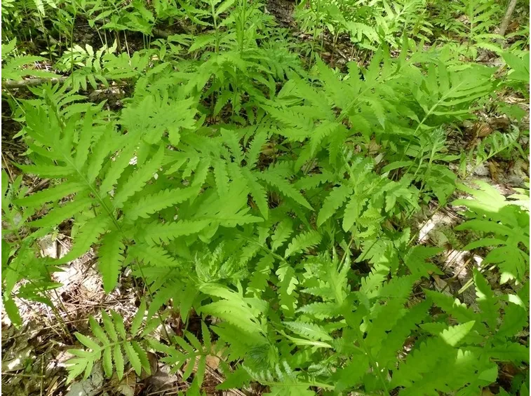onoclea sensibilis