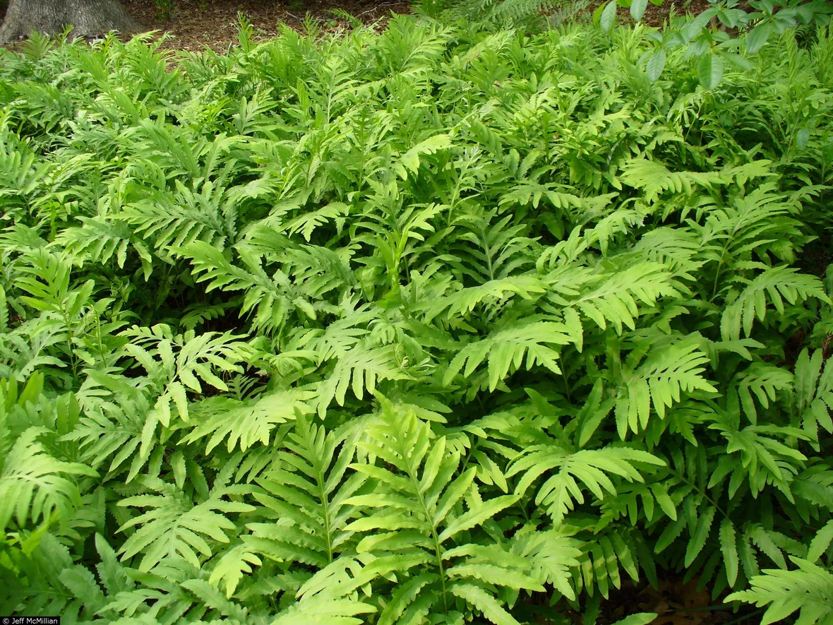 onoclea sensibilis