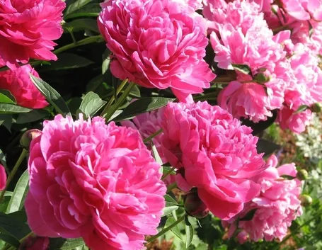 peonia bianca