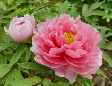 Paeonia suffruticosa