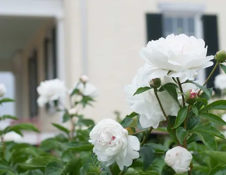 peonie bianche
