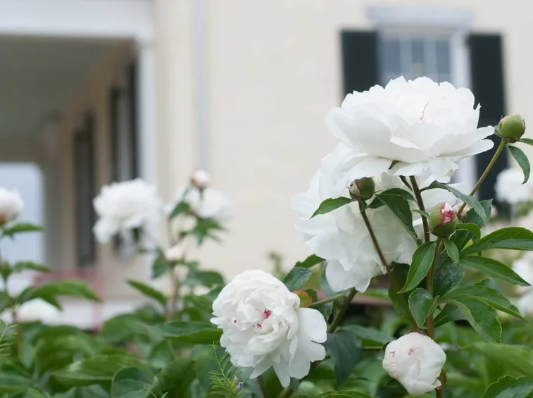 peonie bianche