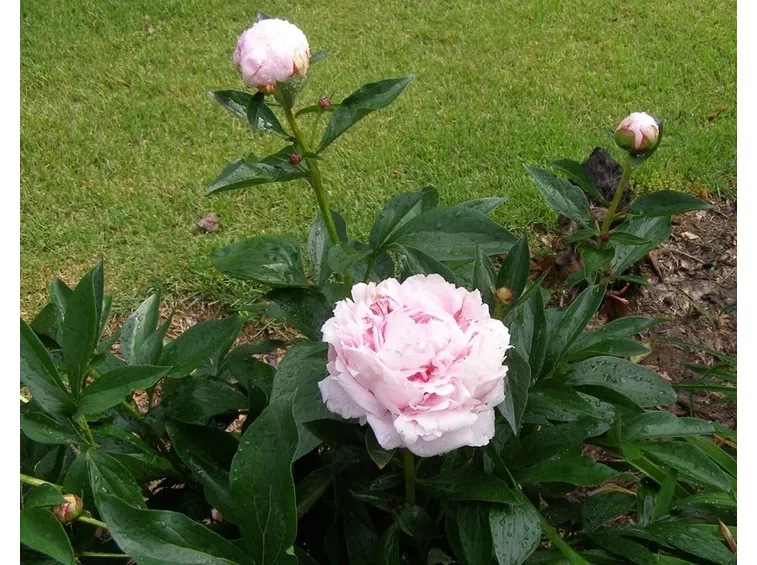 piantare le peonie