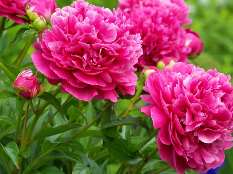 fiori di peonia