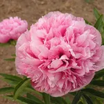 Peonie