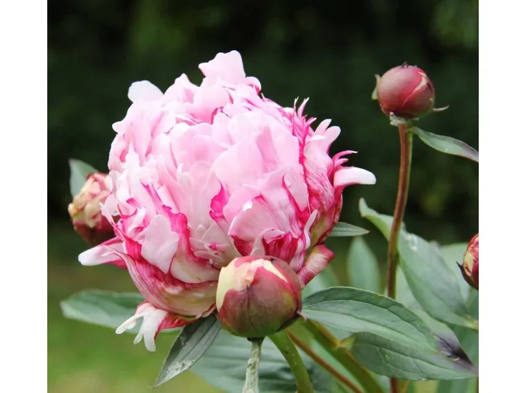 Specie di peonie
